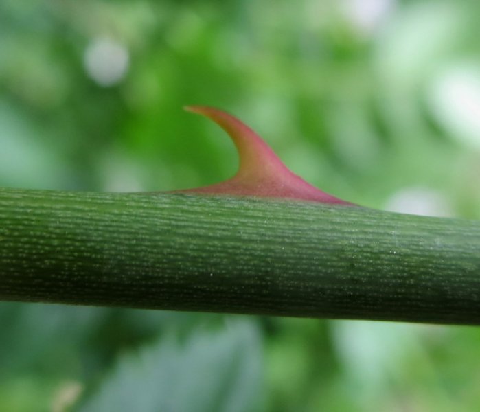 ROSA  CANINA  DOG  ROSE 04-Jul-16 11-29-09 AM.JPG