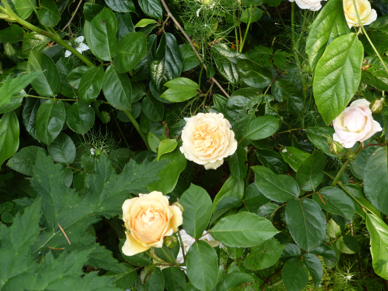 Rosa Lolabelle 1.JPG