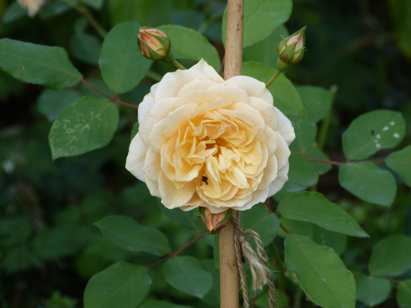 Rosa Lolabelle 2.JPG