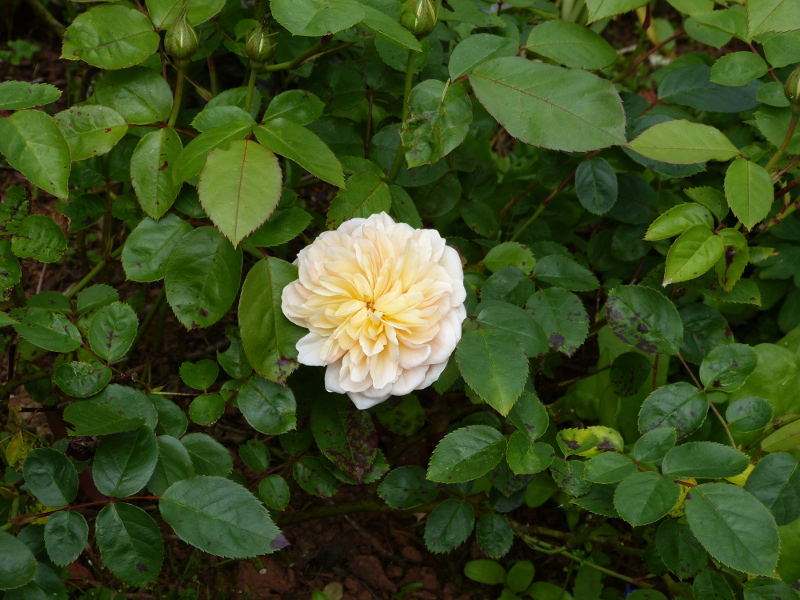 Rosa Lolabelle.JPG