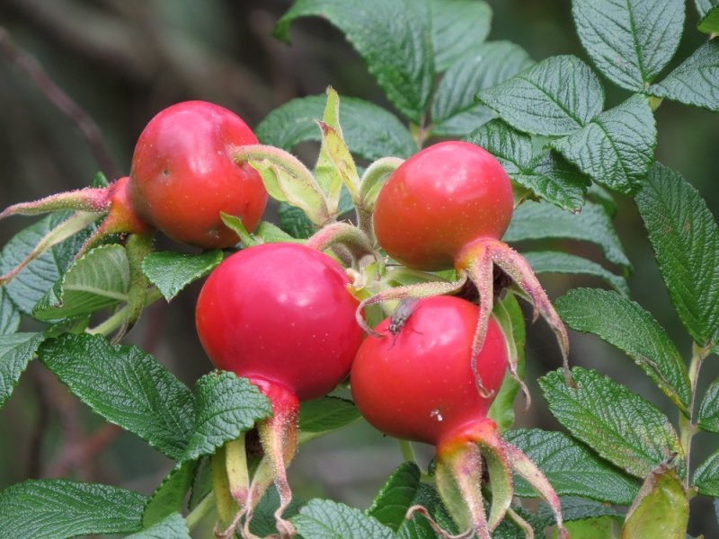 Rosa rugosa.JPG