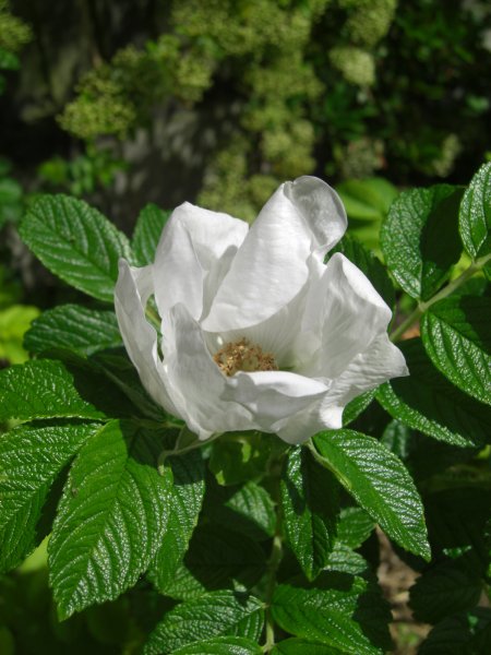 Rosa Rugosa WHITE.JPG