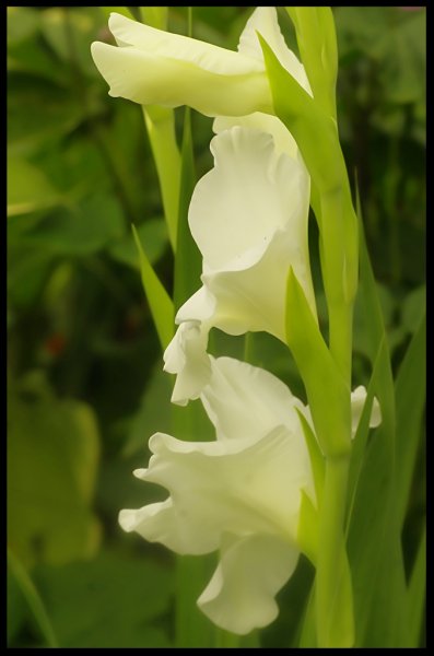 roscoea.jpg