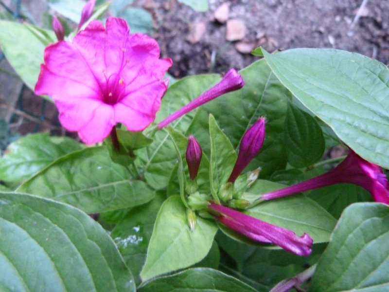 Rose and Mirabilis Jalapa 003.JPG