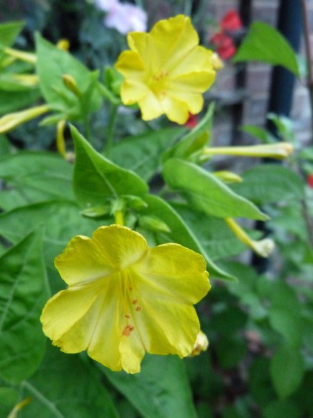 Rose and Mirabilis Jalapa 004.JPG