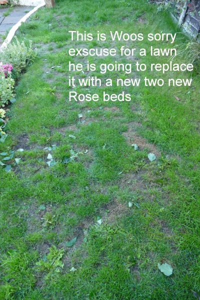 Rose Beds.jpg