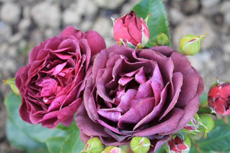 Rose 'Ebb Tide' (1).JPG