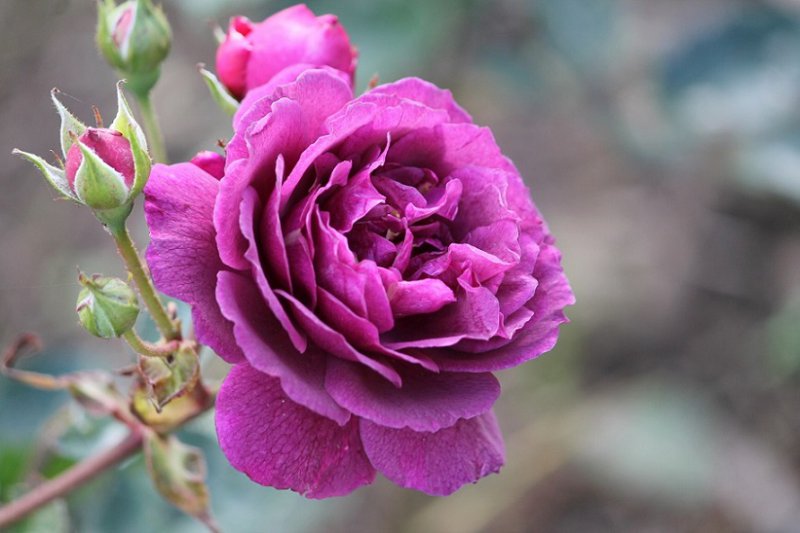 Rose 'Ebb Tide' (1).JPG