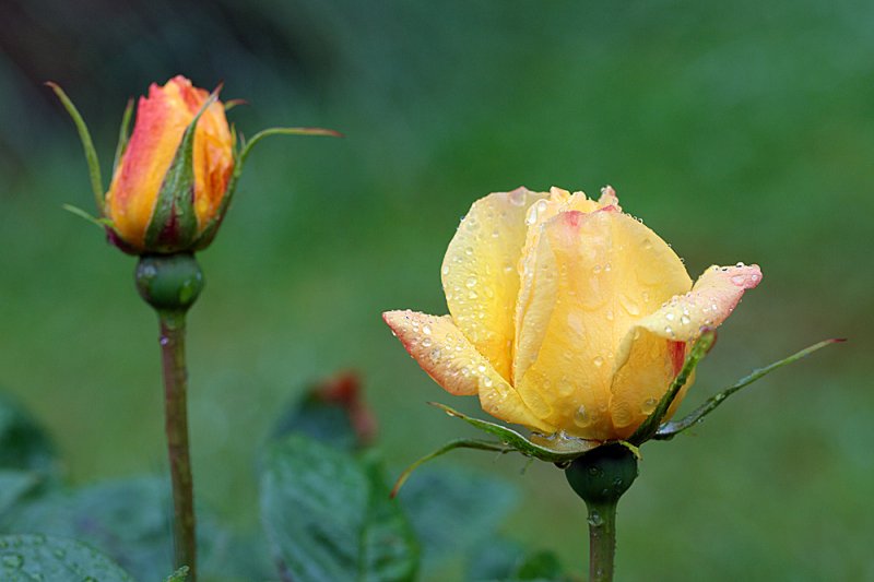 Rose-Golden-Bouquet-2.jpg
