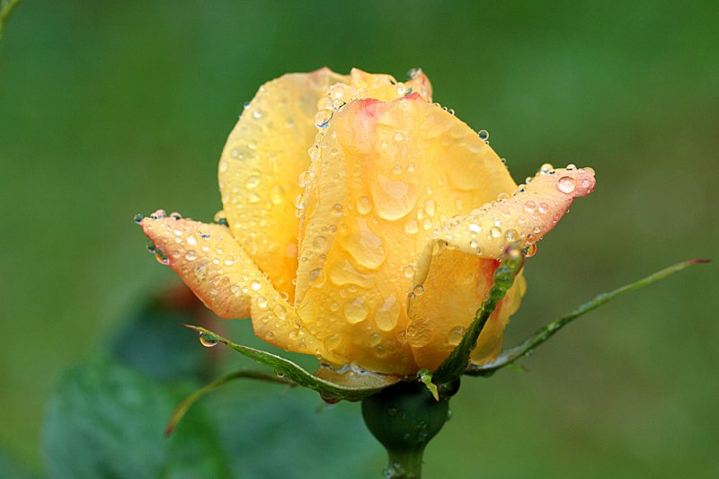 Rose-Golden-Bouquet.jpg