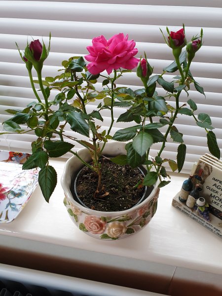 Rose-houseplant.jpg