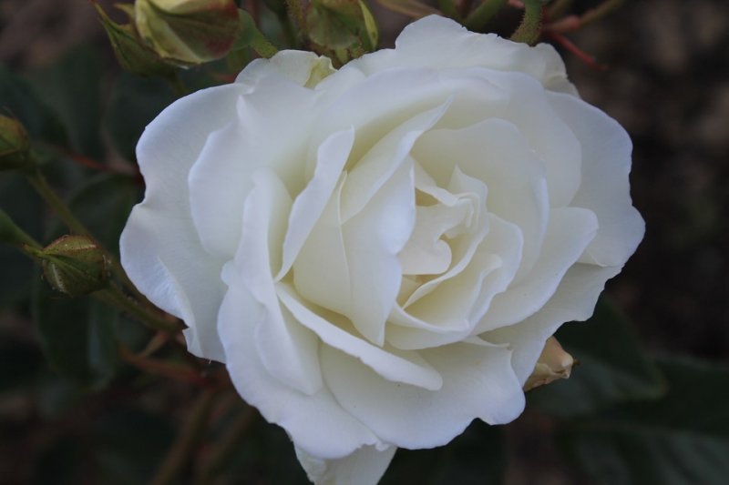 Rose 'Iceberg' (1).JPG