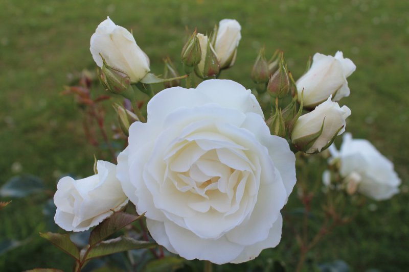 Rose 'Iceberg' (2).JPG