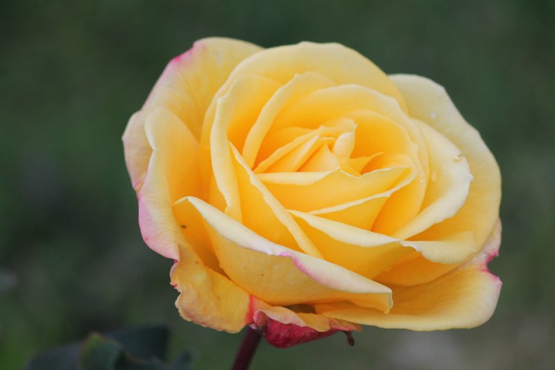 Rose 'Lincolnshire Yellow Belly' (2).JPG