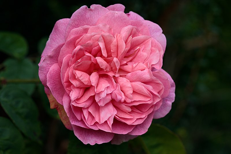 Rose-pink-double.jpg