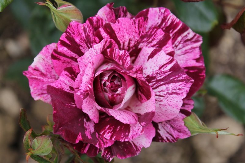 Rose \'Purple Tiger\' (1).JPG