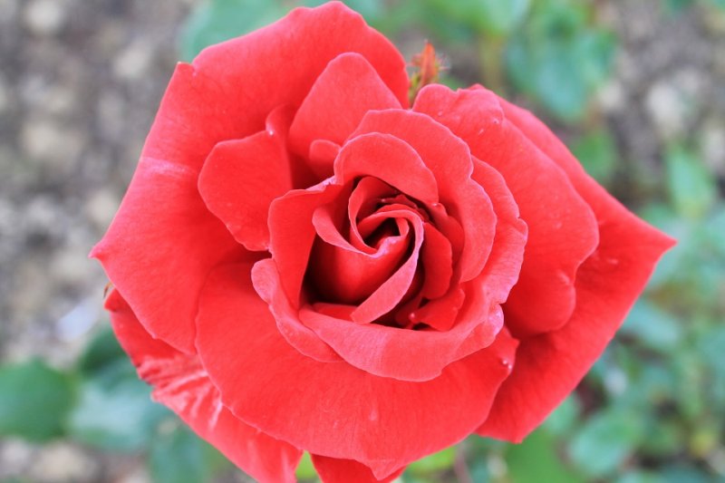 Rose 'Rob Roy' (1).JPG