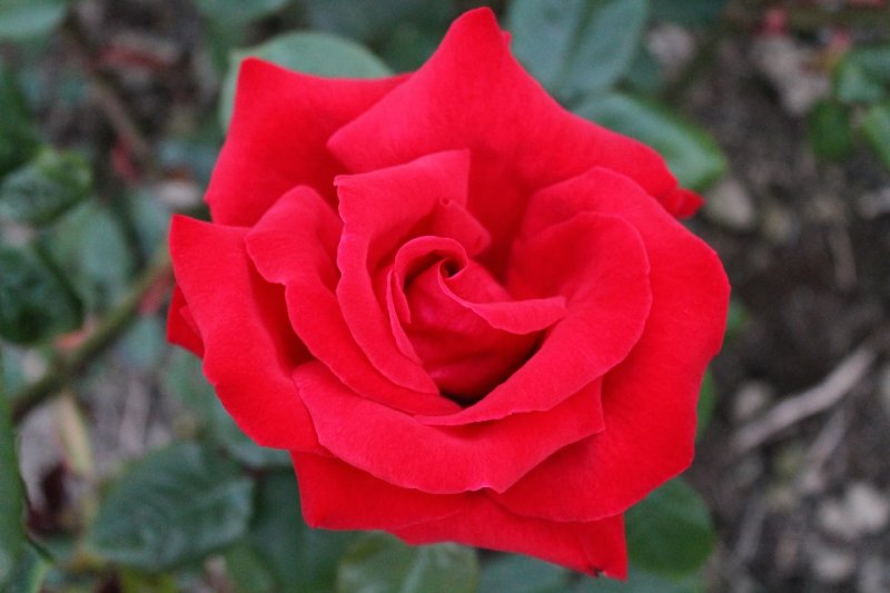 Rose \'Rob Roy\' (1).JPG