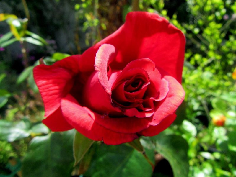 Rose ( Rosa 'Fragrant Cloud' ).JPG