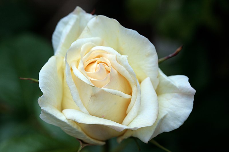 Rose-white.jpg