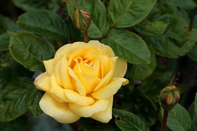 Rose-yellow.jpg