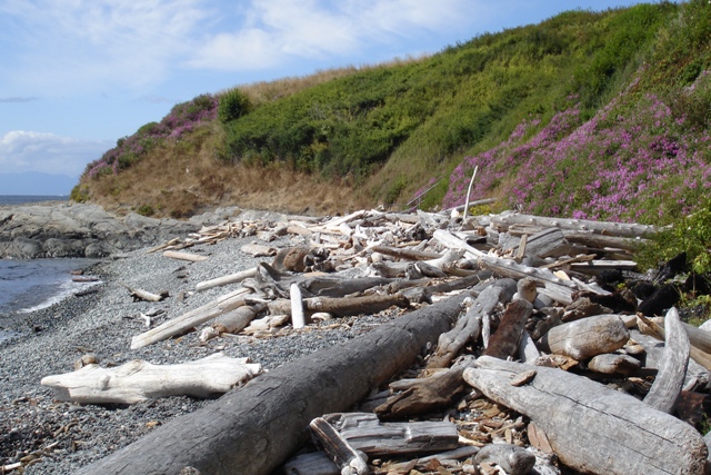 Ross Bay driftwood.JPG