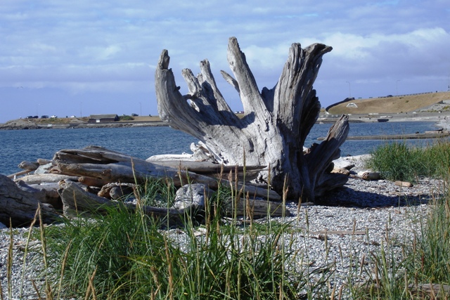 Ross Bay stump.JPG