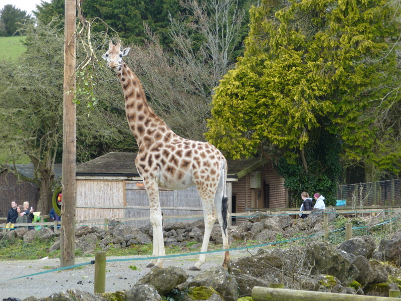 Rothchild's Giraffe.JPG