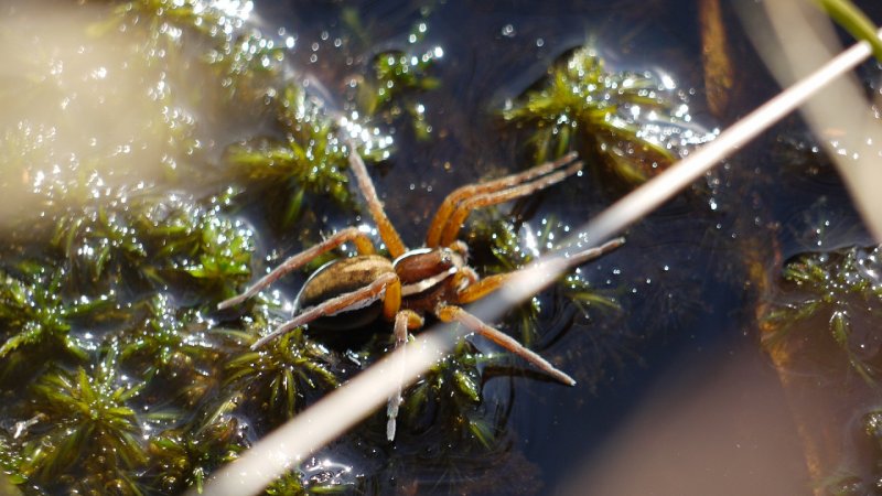 RSPB Arne Wareham Raft spider 003.JPG