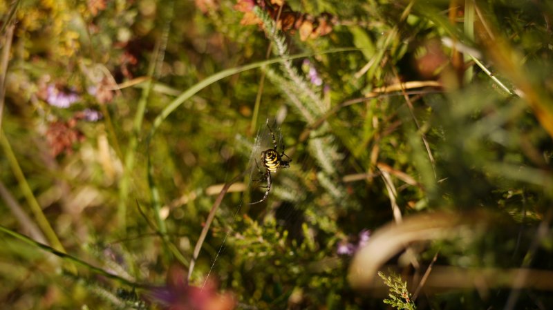 RSPB Arne Wareham Wasp spider1 016.JPG