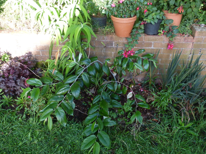 Rubus calophyllus 2017.JPG