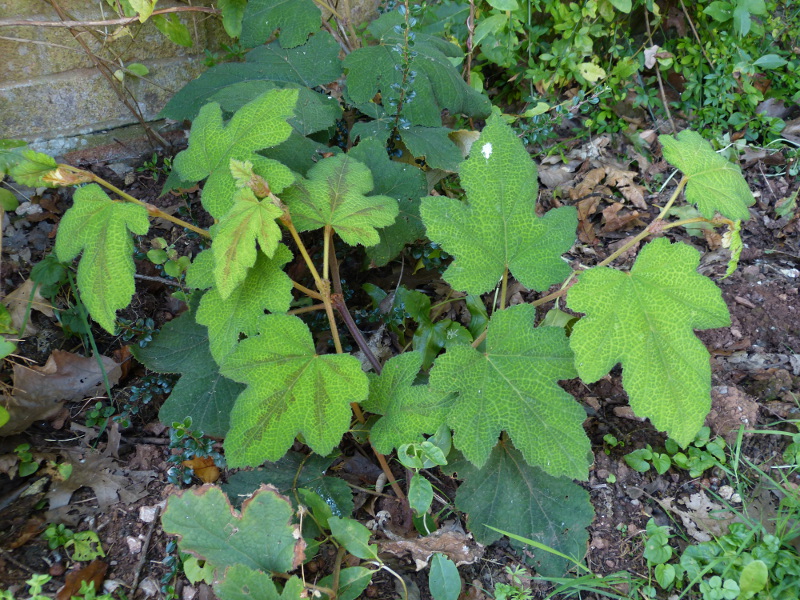 Rubus formosensis.JPG