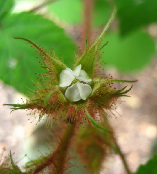 RUBUS  PHOENICOLASIUS 13-06-2008 16-13-42.jpg