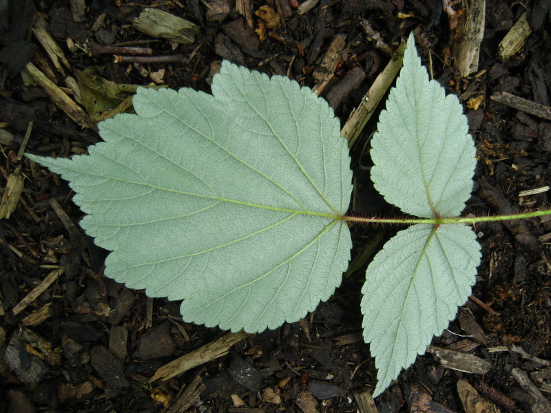 RUBUS  PHOENICOLASIUS 13-06-2008 16-18-09.jpg