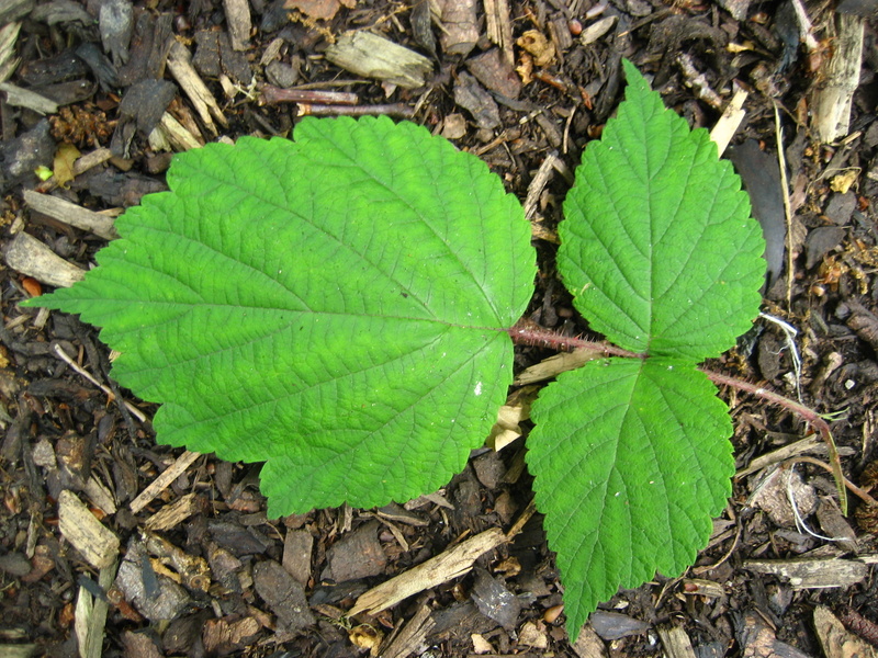 RUBUS  PHOENICOLASIUS 13-06-2008 16-18-25.jpg