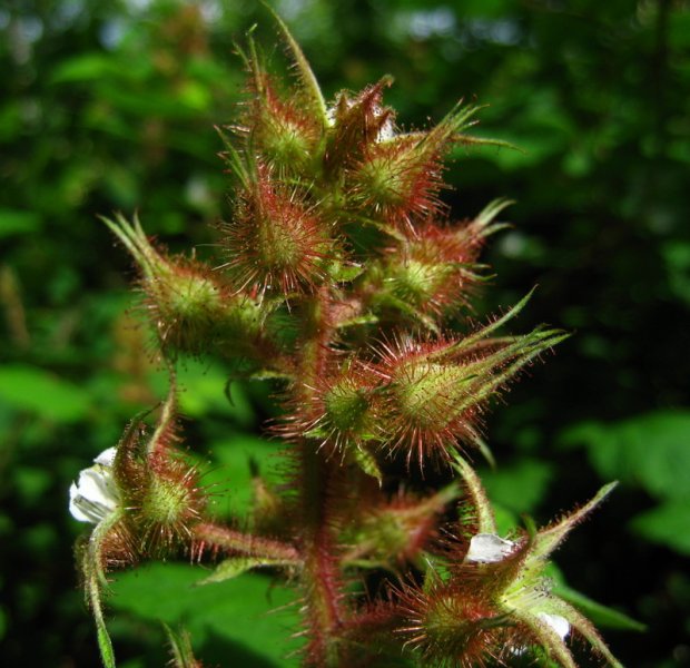 RUBUS  PHOENICOLASIUS 13-06-2008 16-19-06.jpg