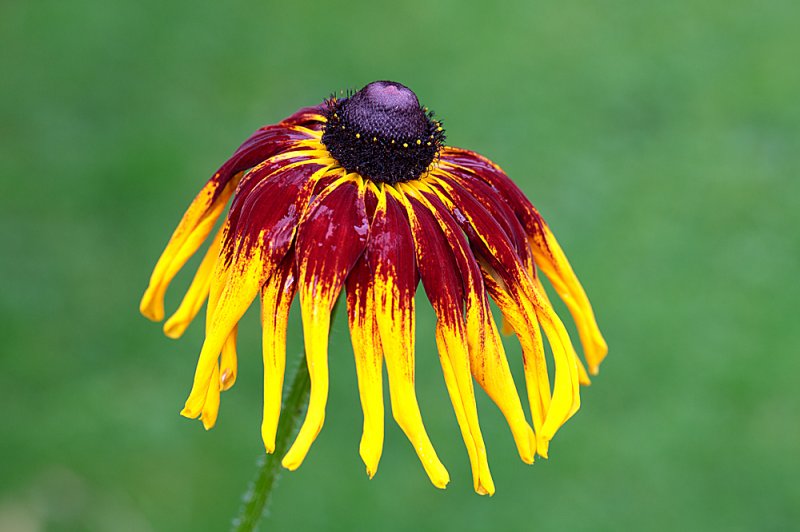 Rudbeckia-dying-gracefully-2.jpg