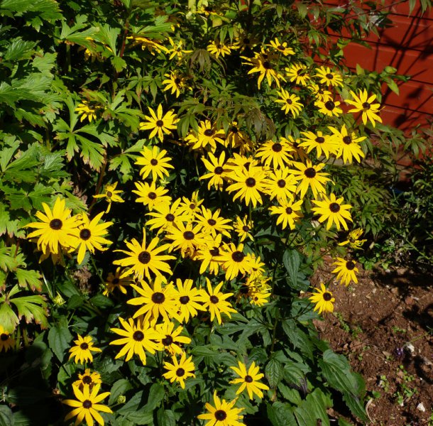 Rudbeckia fulgidia Goldsturm.JPG