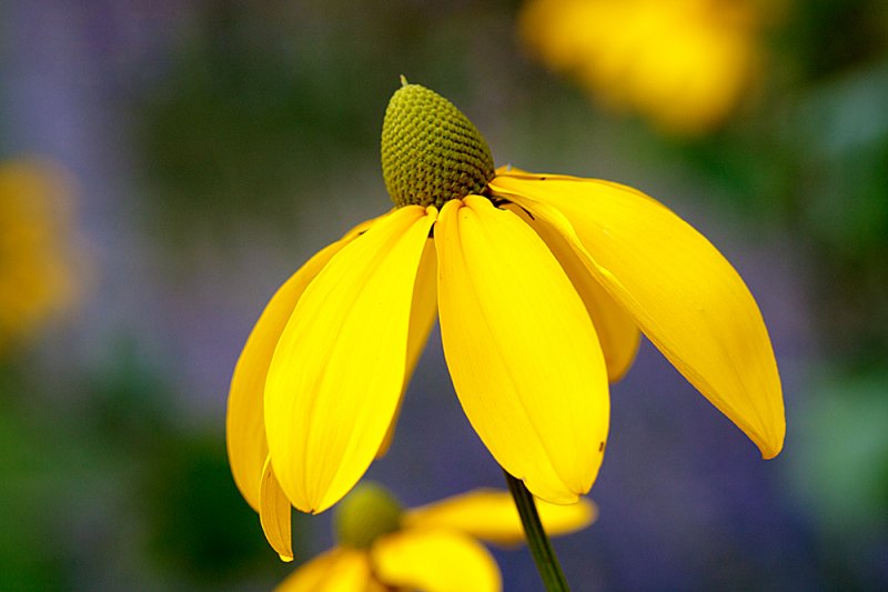 Rudbeckia-herbstonne-3.jpg