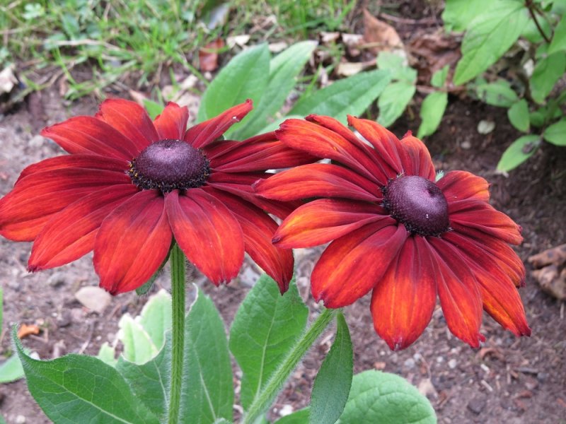 Rudbeckia hirta 'Cappuccino' (1).JPG