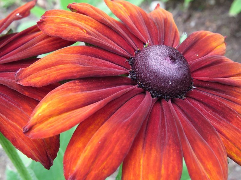 Rudbeckia hirta 'Cappuccino' (2).JPG