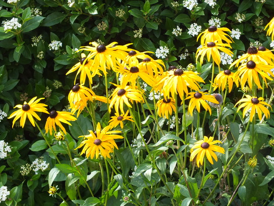 rudbeckia.jpg