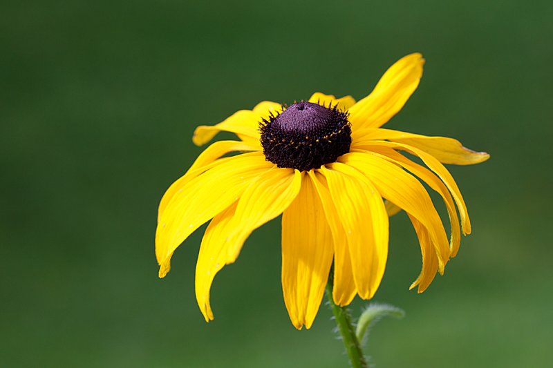 Rudbeckia-sept.jpg