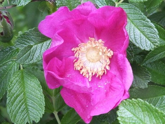 rugosa.jpg