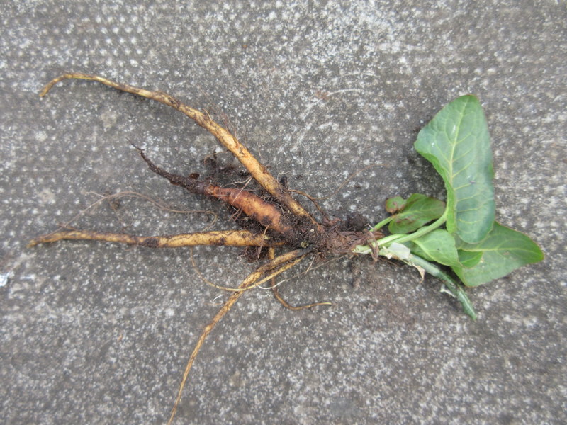 RUMEX  OBTUSIFOLIUS  DOCK 08-04-2020 16-21-20.JPG