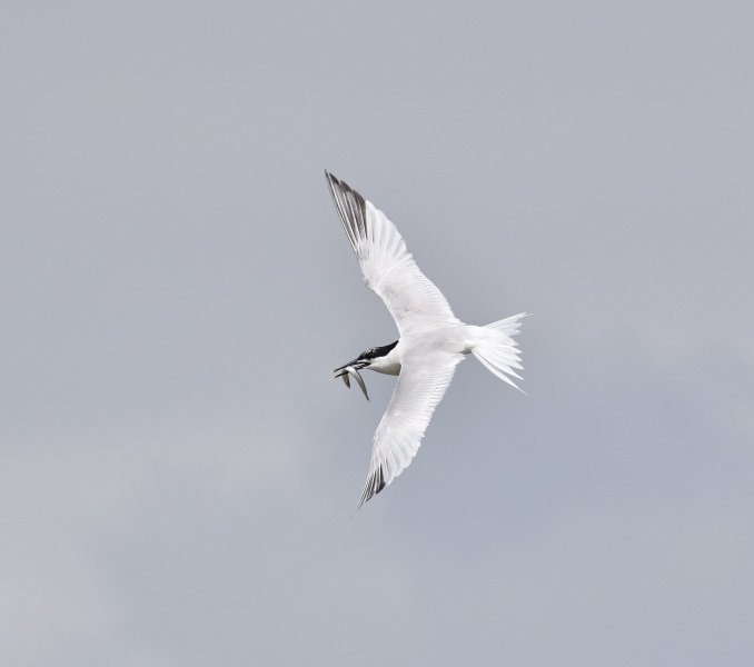 S tern.jpg