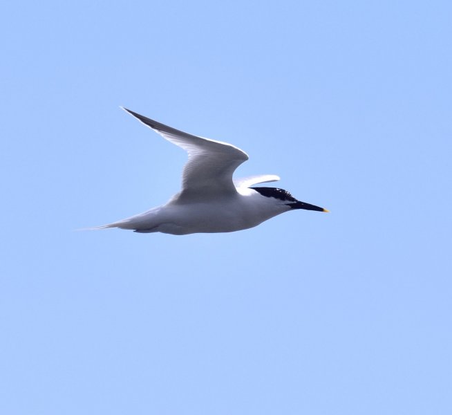 S TERN.jpg