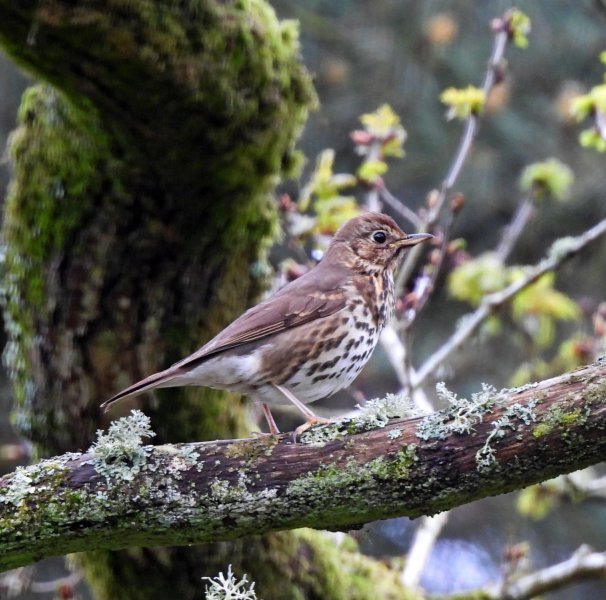 S thrush 1.JPG