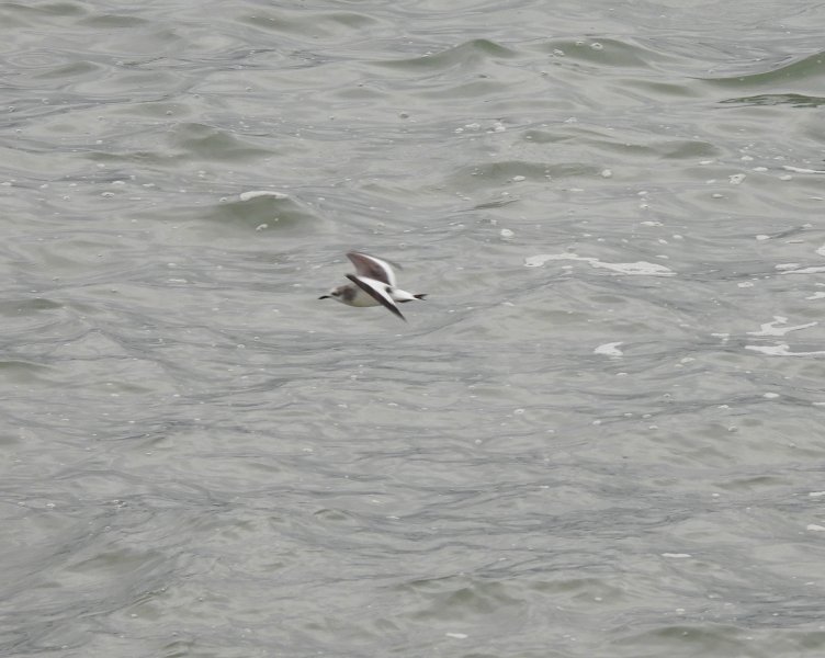 Sabine's Gull (6).JPG