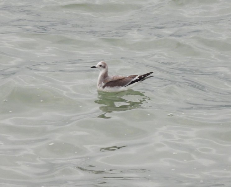 Sabine's Gull.JPG